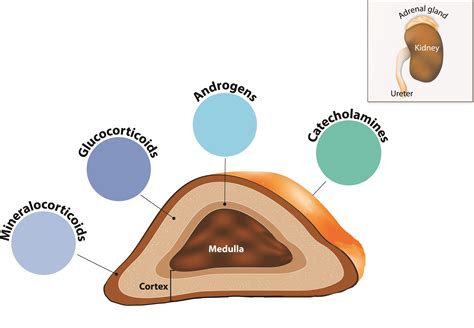 Adrenal Gland Hormones Australia