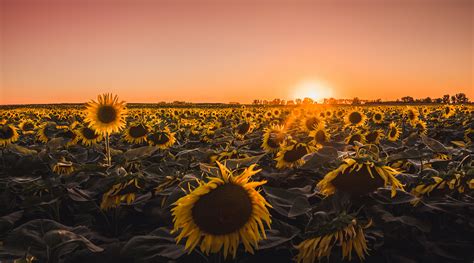 Bed of Sunflowers · Free Stock Photo