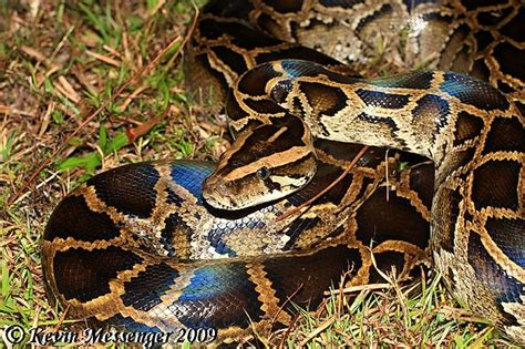 Snakes of Taiwan: Python molurus bivittatus - Burmese Python