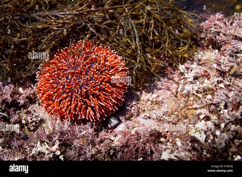 European edible sea urchin or common sea urchin (Echinus esculentus) in ...