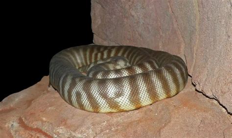 Woma Python - Facts, Diet, Habitat & Pictures on Animalia.bio