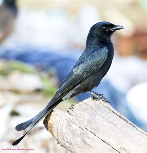 Black Drongo Dicrurus Macrocercus