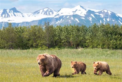 Among the Bears - Alaska Magazine