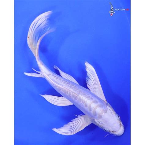 Imported Doitsu Platinum Ogon Butterfly Koi Koi Fish For Sale