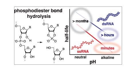 Duplex Structure Of Double Stranded Rna Provides Stability Against