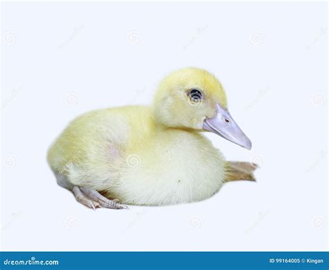 Little Cute Yellow Fluffy Duckling Stock Image - Image of incubator, paws: 99164005