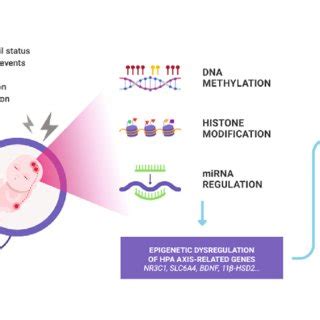 Schematic Representation Of Hypothetical Mechanisms Linking Maternal