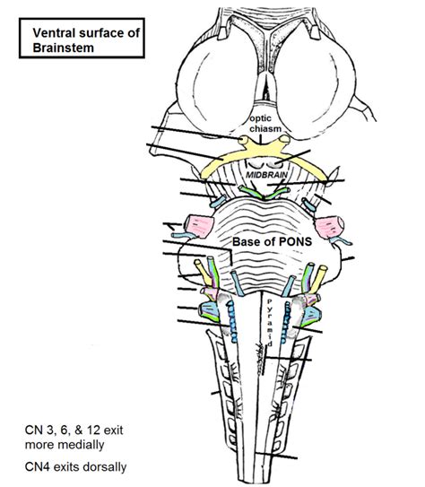 Brainstem Ventral Surface Diagram Quizlet