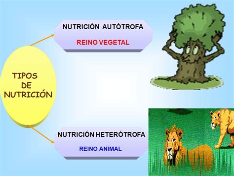 La Nutrici N Ii Quizizz