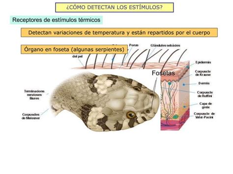 Funciones De Relacion Y Coordinacion Ppt