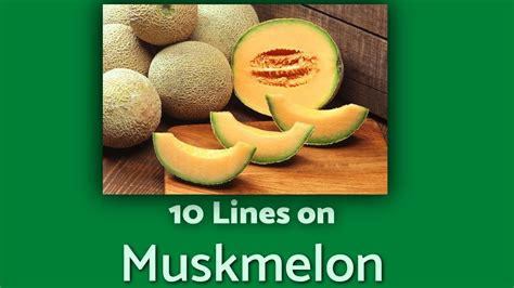 Muskmelon 10 Lines On Muskmelon TeachMeYT YouTube