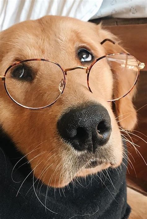 Pin By Anneke ♥ On Dogs Glasses Golden Retriever Cute Dogs Dogs