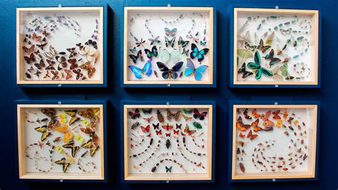 Bugged Out Exhibit Displays Insect Diversity And Importance Cornell