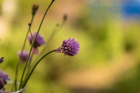 Natur Schnittlauch Blüte Kostenloses Foto auf Pixabay