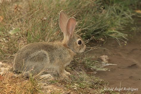 El Conejo De Monte Una Especie Clave En La Biodiversidad Flickr