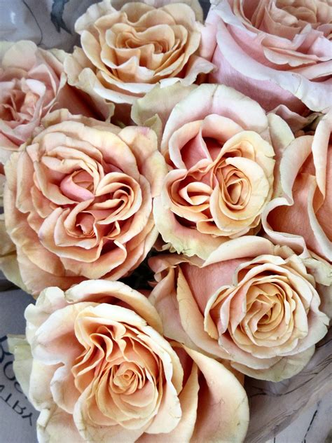 Octad Of Pinkish Roses Rita L Flickr