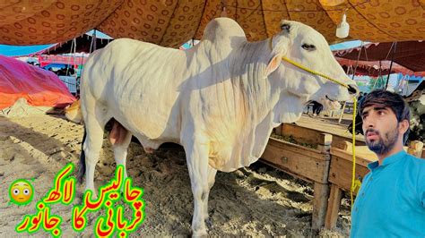 Qurbani Ka Lakh Kabjanwar Expensive Cow Mandi Ke Khoobsurat