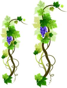 Grapevine Clip Arts - Download free Grapevine PNG Arts files.