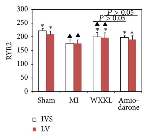 The Expression Levels Of Camkii And Related Proteins In The