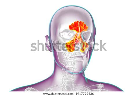 Anatomy Paranasal Sinuses 3d Illustration Showing Stock Illustration