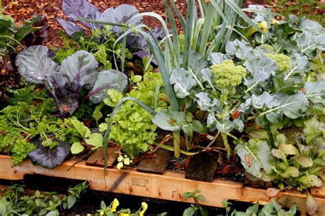 What To Plant In August In Vegetable Herb And Flower Gardens Hgtv