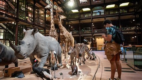 Le Mus Um National D Histoire Naturelle A Accueilli Millions De