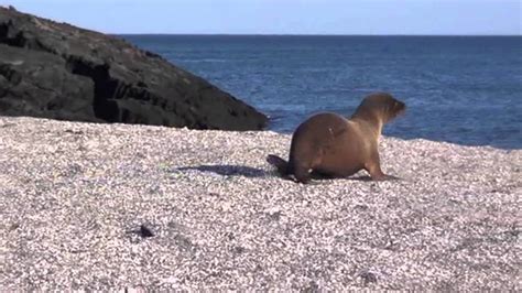 Young Sea Lion Walking Away Youtube