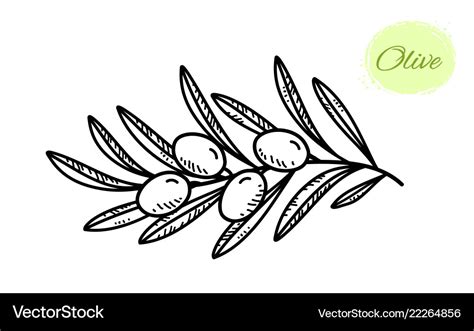 Black Hand Drawn Olive Branch With Leaves Vector Image