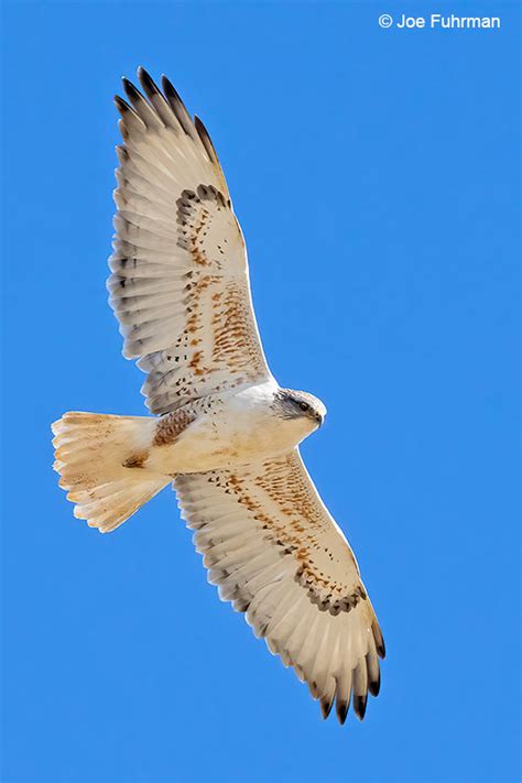 Ferruginous Hawk Joe Fuhrman Photography