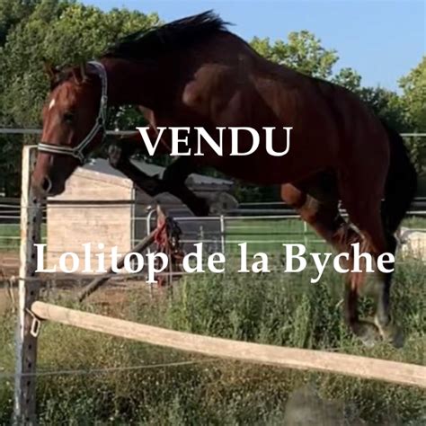 Chevaux Vendre Elevage De La Byche