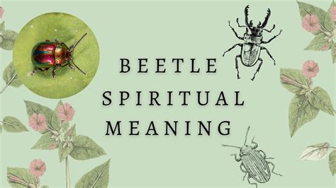 Why You Keep Seeing Beetles Beetle Spiritual Symbolism Beetle