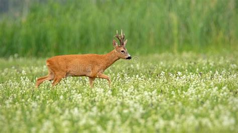 142 Buck Dew Claws Stock Photos Free And Royalty Free Stock Photos From