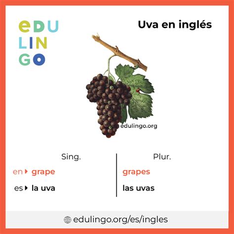 Como E Uva Em Ingles