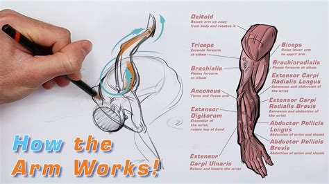 Draw How the Arm Works: FORCE Friday 104 - YouTube