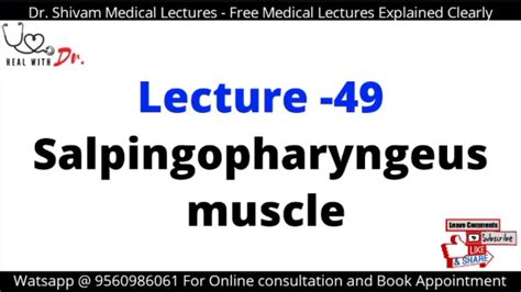 Salpingopharyngeus Muscle in hindi - YouTube