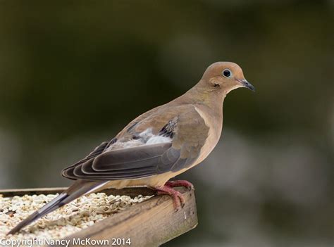 Photographing Mourning Doves – Always Around | Welcome to NancyBirdPhotography.com