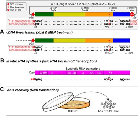 Overview Of The Recovery Of Infectious Viruses From A Full Length Jev Download Scientific