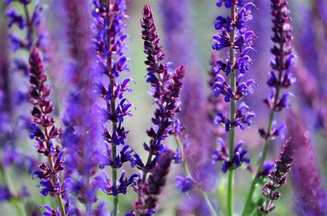 Lavanda Flor Florecer Foto Gratis En Pixabay Pixabay