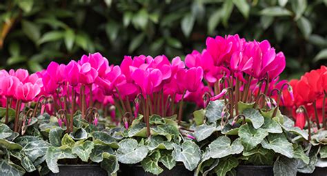 Cyclamen Growing Guide Tui Prepare Plant Nourish Care