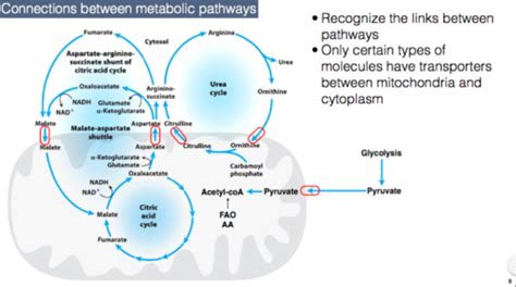 Pathways of Amino Acid Degradation, Enzyme cofactors in amino acid ...