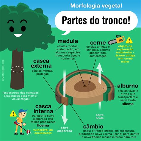 Tecidos Do Tronco Arvoreagua