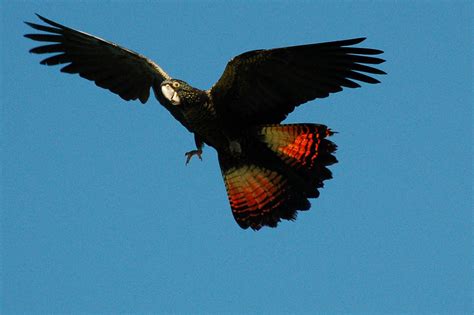 Picture Book: Red-tailed Cockatoo, Sydney's Taronga Park Zoo