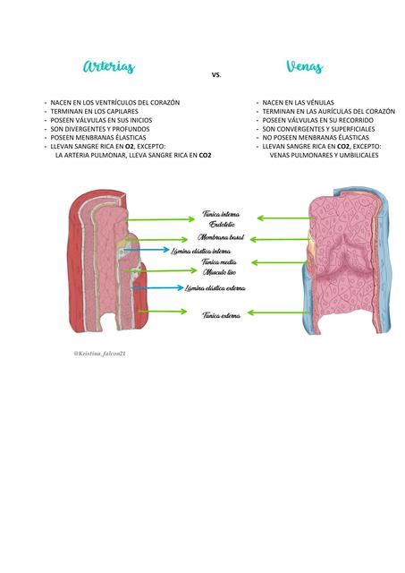 Arterias Vs Venas Udocz