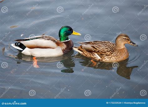 Mallard Duck Drake and Duck Couple Stock Photo - Image of outdoor, lake ...