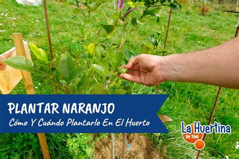 Cómo Y Cuándo Plantar Un Naranjo En El Huerto