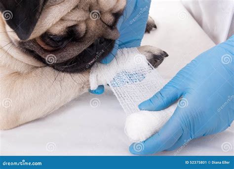 Close Up of Veterinarian Putting Bandage on Paw of Dog Stock Image ...