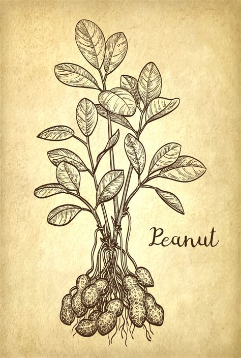 Vector illustration of peanut plant. Old paper background. Vintage style. 20271445 Vector Art at ...