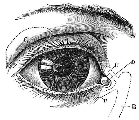 Auge Anatomie Bilder Und Stockfotos Istock