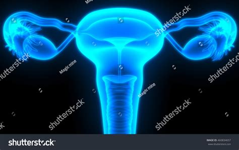 Female Reproductive System 3d Ilustración De Stock 460834657