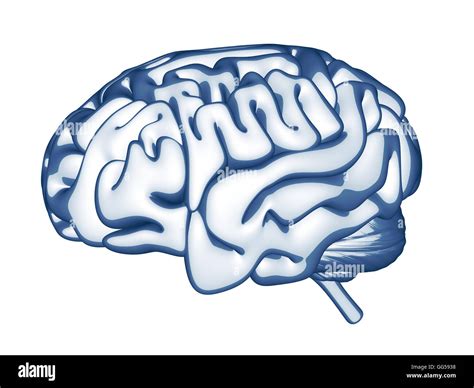 Human Brain Cut Out Stock Images And Pictures Alamy